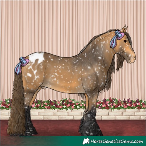 Horse Color:Buckskin Appaloosa