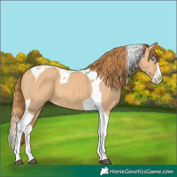 Horse Color:Red Dun Splash Tobiano 