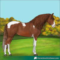 Horse Color:Chestnut Splash Tobiano