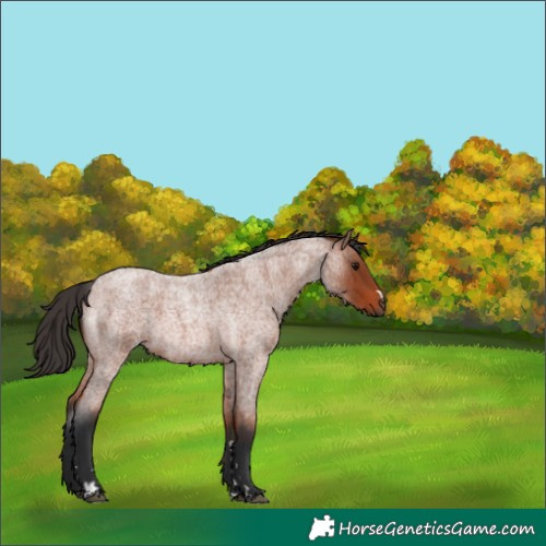 Horse Color:Bay Roan 