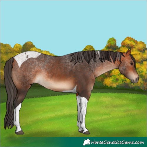Horse Color:Bay Tobiano 