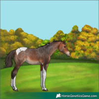 Horse Color:Bay Tobiano