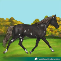Horse Color:White Spotted Liver Chestnut Tobiano
