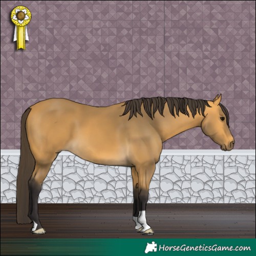 Horse Color:Buckskin