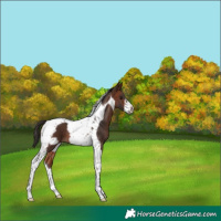 Horse Color:Brown Tobiano Frame 
