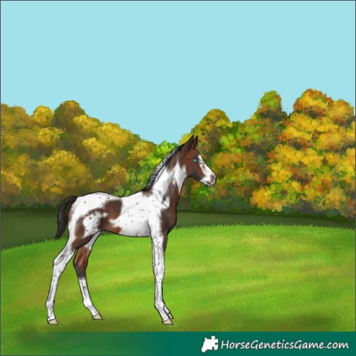 Horse Color:Brown Tobiano Frame