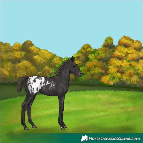 Horse Color:Smoky Black Appaloosa