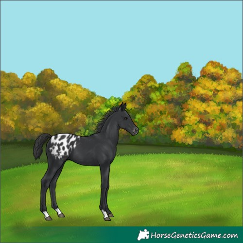 Horse Color:Black Appaloosa