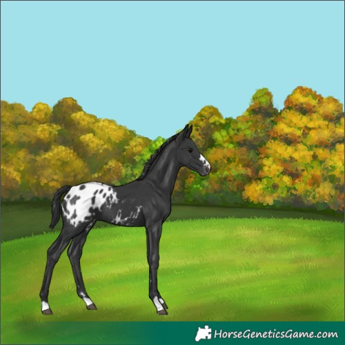 Horse Color:Black Appaloosa