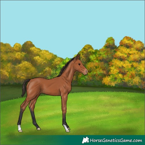 Horse Color:Bay Appaloosa 