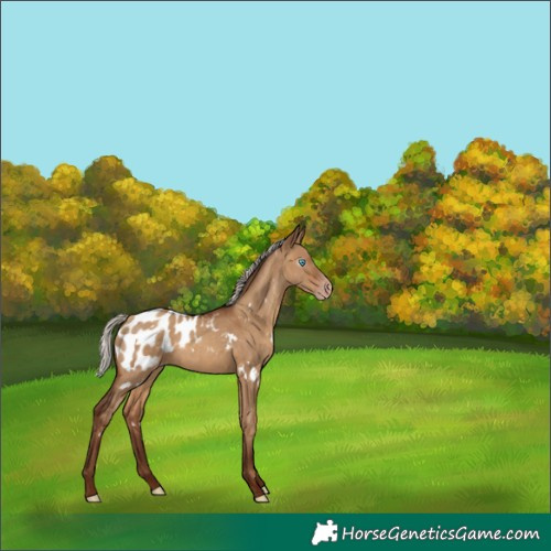 Horse Color:Gray White Spotted Silver Sable Champagne Dun Appaloosa Rabicano