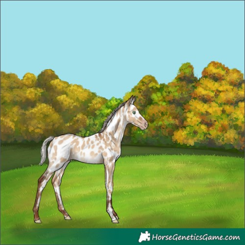 Horse Color:Gray White Spotted Silver Amber Champagne Dun Appaloosa Rabicano 