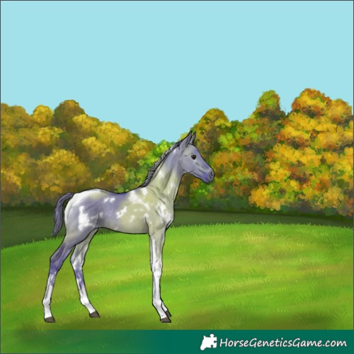Horse Color:Watercolor White Spotted Brown Dun Tobiano Rabicano