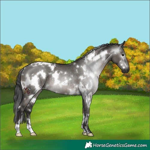 Horse Color:Gray White Spotted Grullo Rabicano