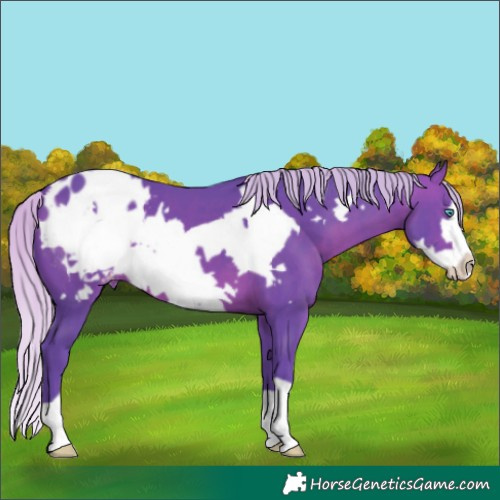 Horse Color:Watercolor Silver Brown Frame Appaloosa 