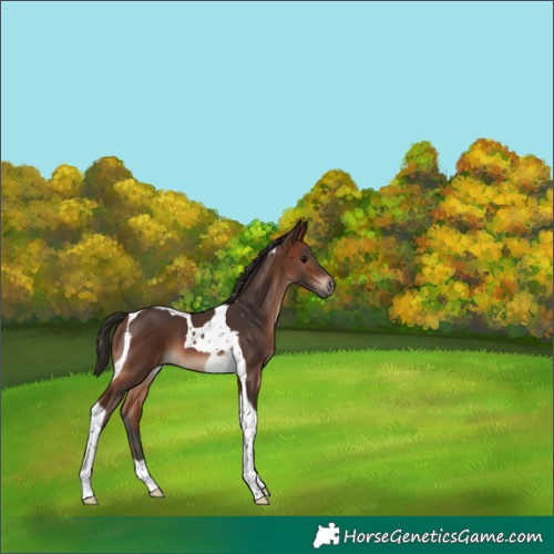 Horse Color:Brown Tobiano 