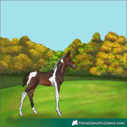 Horse Color:Brown Tobiano 