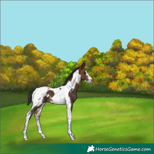 Horse Color:Brown Tobiano Frame 