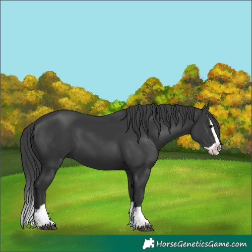 Horse Color:Black Splash 