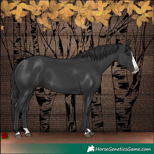 Horse Color:Black Splash