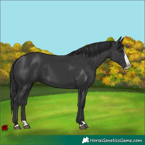 Horse Color:Black Splash 