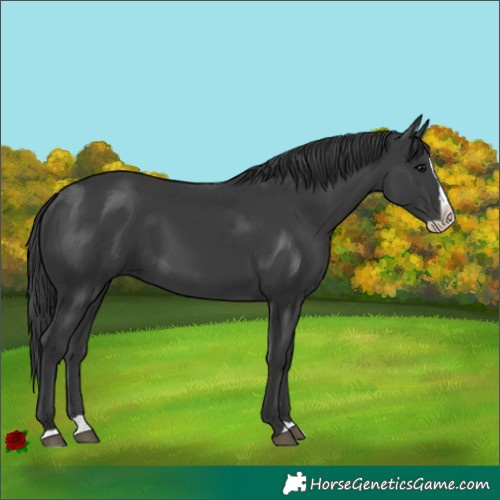 Horse Color:Black Splash 