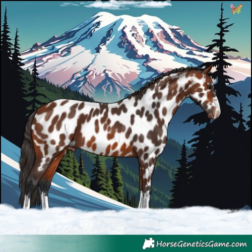 Horse Color:Bay Appaloosa