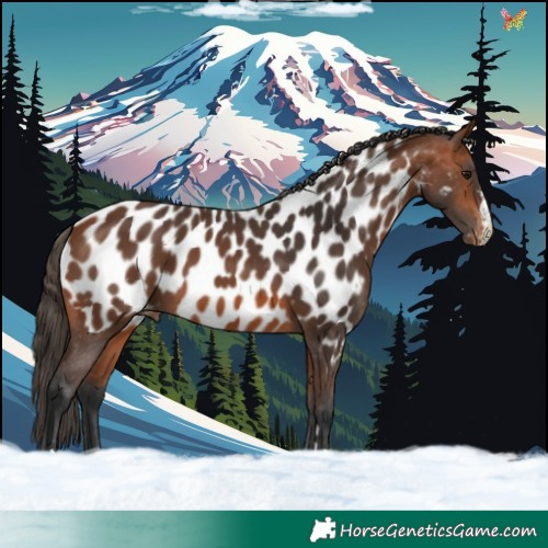 Horse Color:Bay Appaloosa