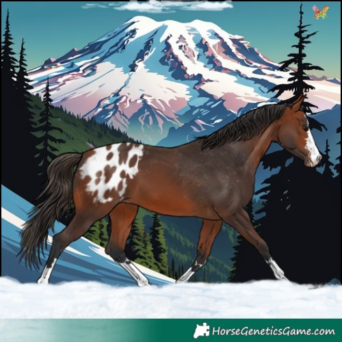 Horse Color:Bay Appaloosa 
