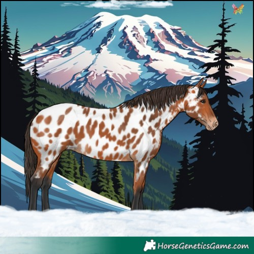 Horse Color:Bay Near Leopard 