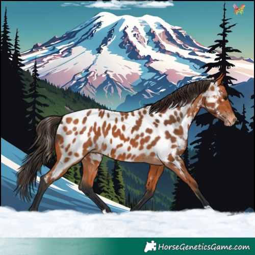 Horse Color:Bay Appaloosa 