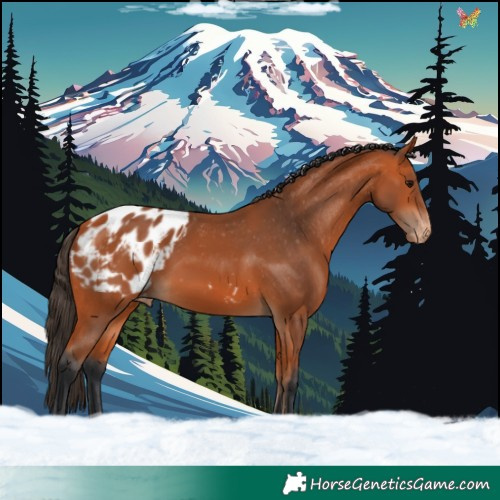 Horse Color:Bay Blanket 