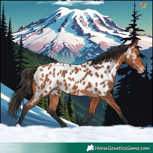 Horse Color:Bay Appaloosa