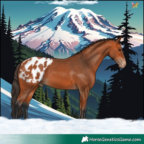 Horse Color:Bay Appaloosa 
