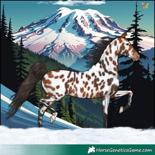 Horse Color:Bay Near Leopard 