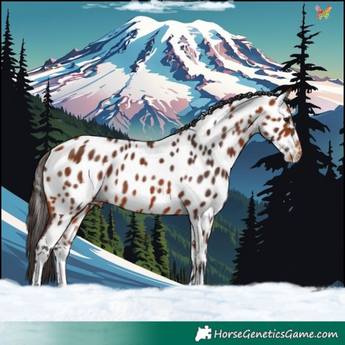 Horse Color:Bay Appaloosa