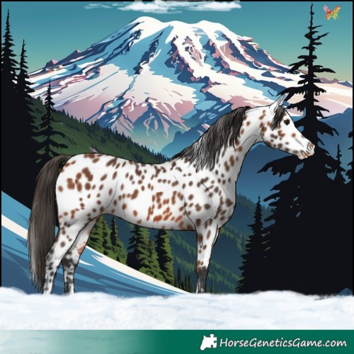 Horse Color:Bay Appaloosa 