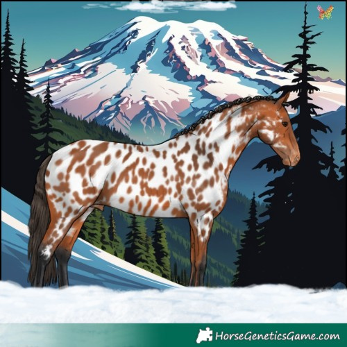 Horse Color:Bay Appaloosa 