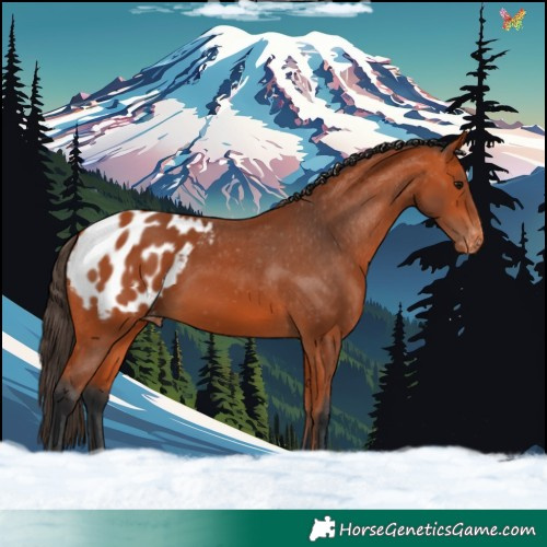 Horse Color:Bay Blanket 