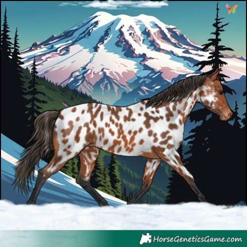 Horse Color:Bay Appaloosa 