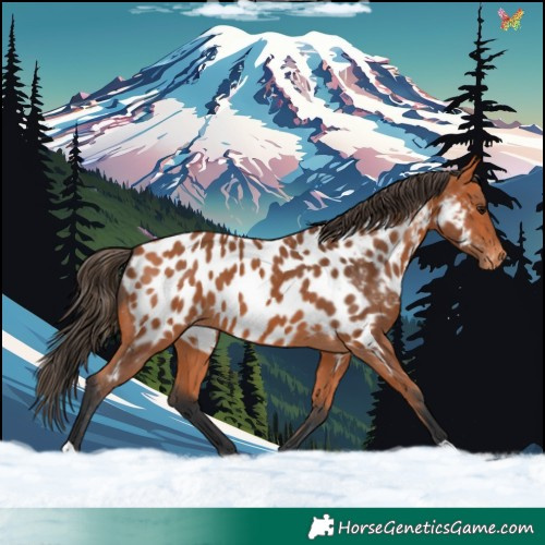 Horse Color:Bay Appaloosa