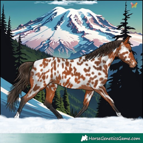Horse Color:Bay Appaloosa