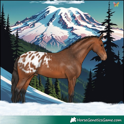 Horse Color:Bay Appaloosa 