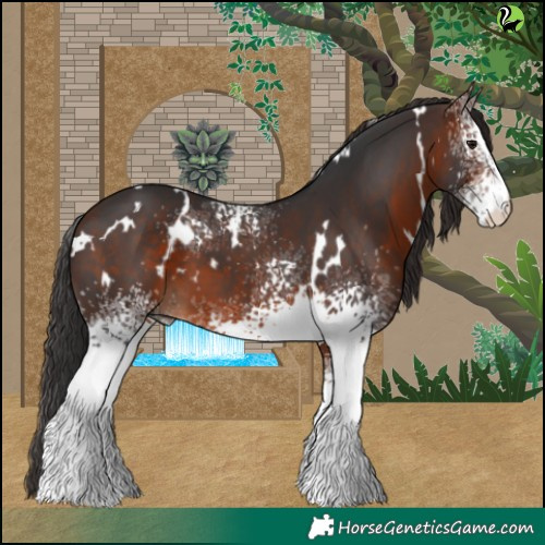 Horse Color:White Spotted Brown 