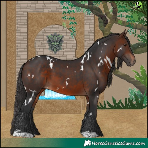 Horse Color:White Spotted Brown 