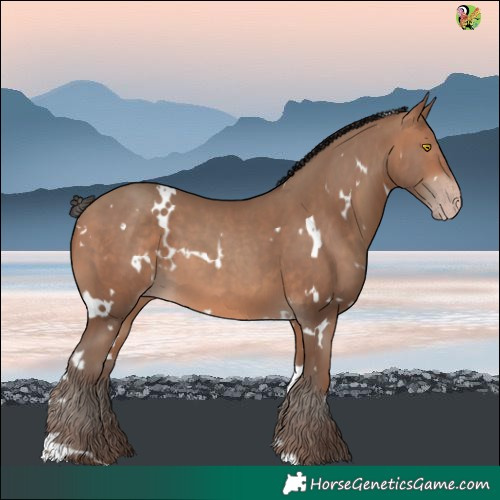 Horse Color:White Spotted Sable Champagne 