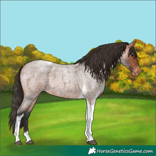 Horse Color:Bay Roan Tobiano Appaloosa