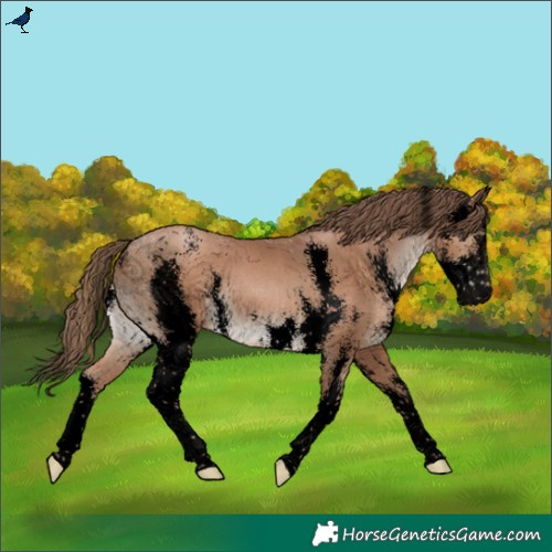 Horse Color:Void Black Pearl Sabino Varnish