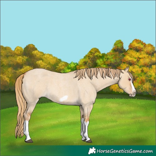 Horse Color:Red Dun Roan Splash Frame Rabicano 