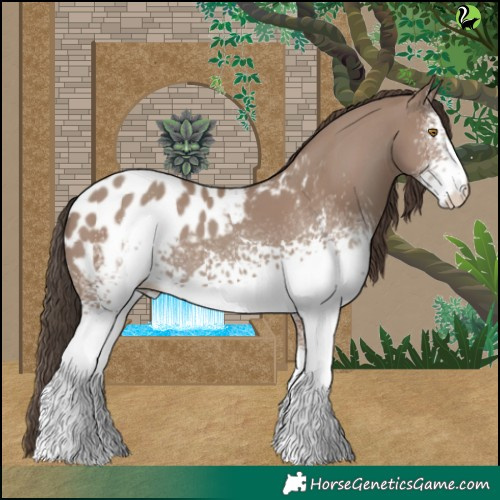 Horse Color:White Spotted Classic Champagne Appaloosa